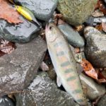 2021 渓流　解禁　ルアー